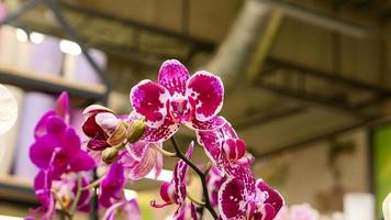 schön Phalaenopsis Orchideen foto