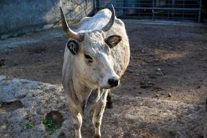 schön Kuh Porträt im das Zoo foto