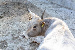 schön Kuh Porträt im das Zoo foto