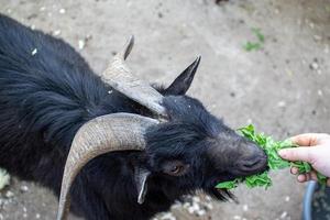 süß Schaf und Ziegen auf das Bauernhof foto