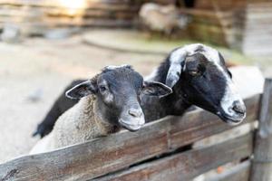 süß Schaf und Ziegen auf das Bauernhof foto