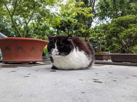 obdachlos Katze im das Straße Porträt foto