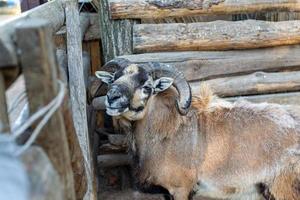 süß Schaf und Ziegen auf das Bauernhof foto