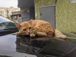 obdachlos Katze im das Straße Porträt foto