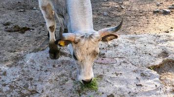 schön Kuh Porträt im das Zoo foto