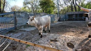 schön Kuh Porträt im das Zoo foto