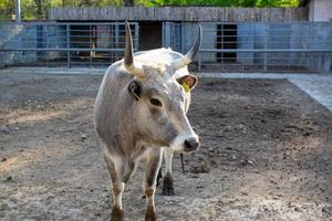 schön Kuh Porträt im das Zoo foto