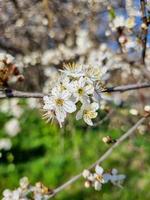 schön Sakura Blumen foto