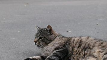 obdachlos Katze im das Straße Porträt foto