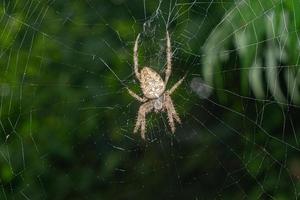 Spinne im ein Netz mit Grün Laub im das Hintergrund foto