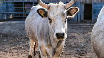 schön Kuh Porträt im das Zoo foto
