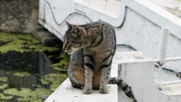obdachlos Katze im das Straße Porträt foto