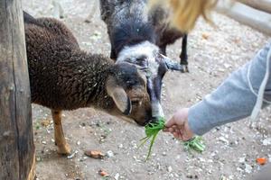 süß Schaf und Ziegen auf das Bauernhof foto