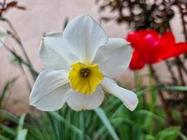 ein schön Narzisse Blumen draußen foto