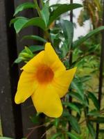 alamanda oder Allamanda oder Allamanda kathartica ist ein Zier Pflanze häufig verwiesen zu wie das alamanda Blume und ist ebenfalls häufig verwiesen zu wie das golden Trompete Blume Gelb Glocke Blume. foto