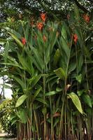 Heliconia Psittacorum ist ein mehrjährig Kraut einheimisch zu das Karibik und Süd Amerika. Natur. foto