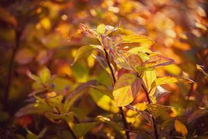 Strauch mit Gelb Blätter im Nahansicht auf ein warm Herbst Tag im das Garten foto