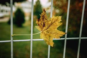 rot Herbst einsam Blätter auf ein Metall Zaun foto