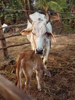 Mutter thailändisch Kuh Gesicht Aufpassen Über ihr winzig Neugeborene foto