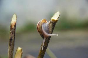 ein Schnecke thront auf ein Baum Ast foto