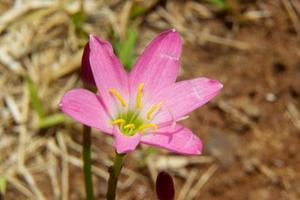 zwei Rosa Lilien isoliert auf ein Weiß Hintergrund. Zephyranthes carinata foto