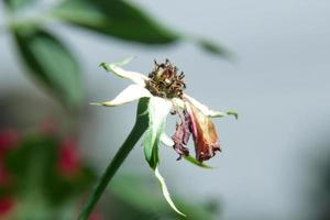 Orchidee Blumen verdorren wann Sie wachsen alt foto