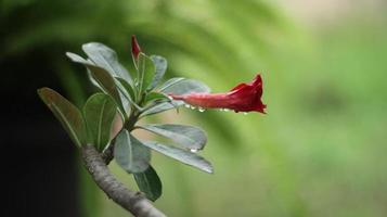 japanisch Frangipani Blumen im das Morgen bedeckt mit Morgen Tau foto