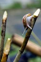 Schnecken Bewegung auf Baum Geäst foto