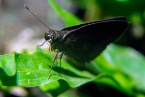 Schmetterlinge Barsch auf das Gras suchen zum Pflanze Essenzen foto