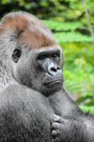 Hintergrund mit ein Gorilla foto