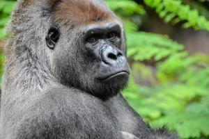 Primaten beim das Zoo foto