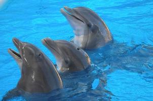Delfine beim das Zoo foto
