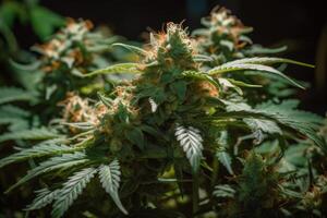 groß Grün Cannabis Knospe, blühen Marihuana Pflanze generativ ai foto