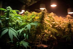Anbau medizinisch Knospen Marihuana Pflanze im wachsen Zimmer. generativ ai foto