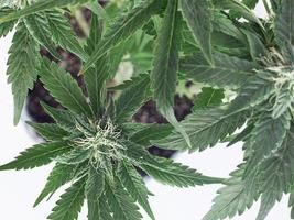 Cannabisknospen auf weißem Hintergrund
