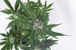 grüner Busch einer blühenden Cannabispflanze auf einem weißen Hintergrund foto