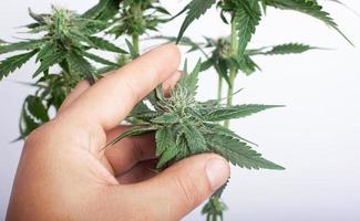 Ein Züchter hält eine Cannabisknospe in der Hand, während er nach Schimmel sucht