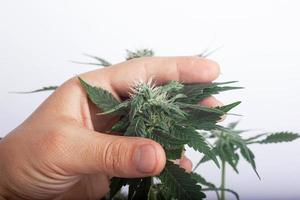 Ein Züchter hält eine Cannabisknospe in der Hand, während er nach Schimmel sucht