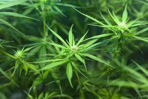 schöne Marihuana-Pflanze mit blühenden Knospen foto