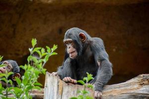 Primaten beim das Zoo foto