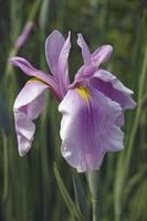 Rosenkönigin Iris, Iris ensata, Rosenkönigin
