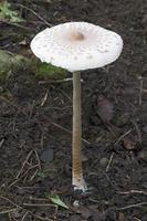 Sonnenschirmpilz macrolepiota procera foto