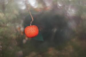 Herbst Obst von ein dekorativ Baum auf ein Hintergrund mit Bokeh foto