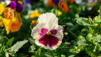 ein schön Stiefmütterchen Blumen draußen foto