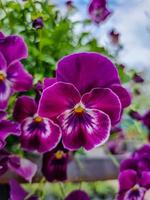 ein schön Stiefmütterchen Blumen draußen foto