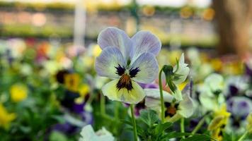 ein schön Stiefmütterchen Blumen draußen foto