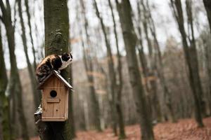 Katze sitzt auf einem Vogelhaus im Wald. foto