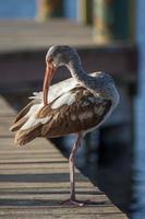 einer ibis Stehen auf ein Dock foto