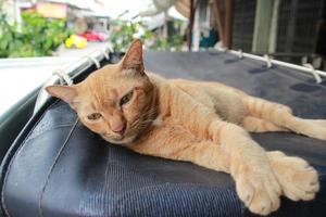 Orange Ingwer obdachlos Straße streunend Katze Aufpassen im Schatten foto