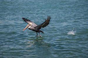 Pelikan Landung im das Wasser im Florida foto